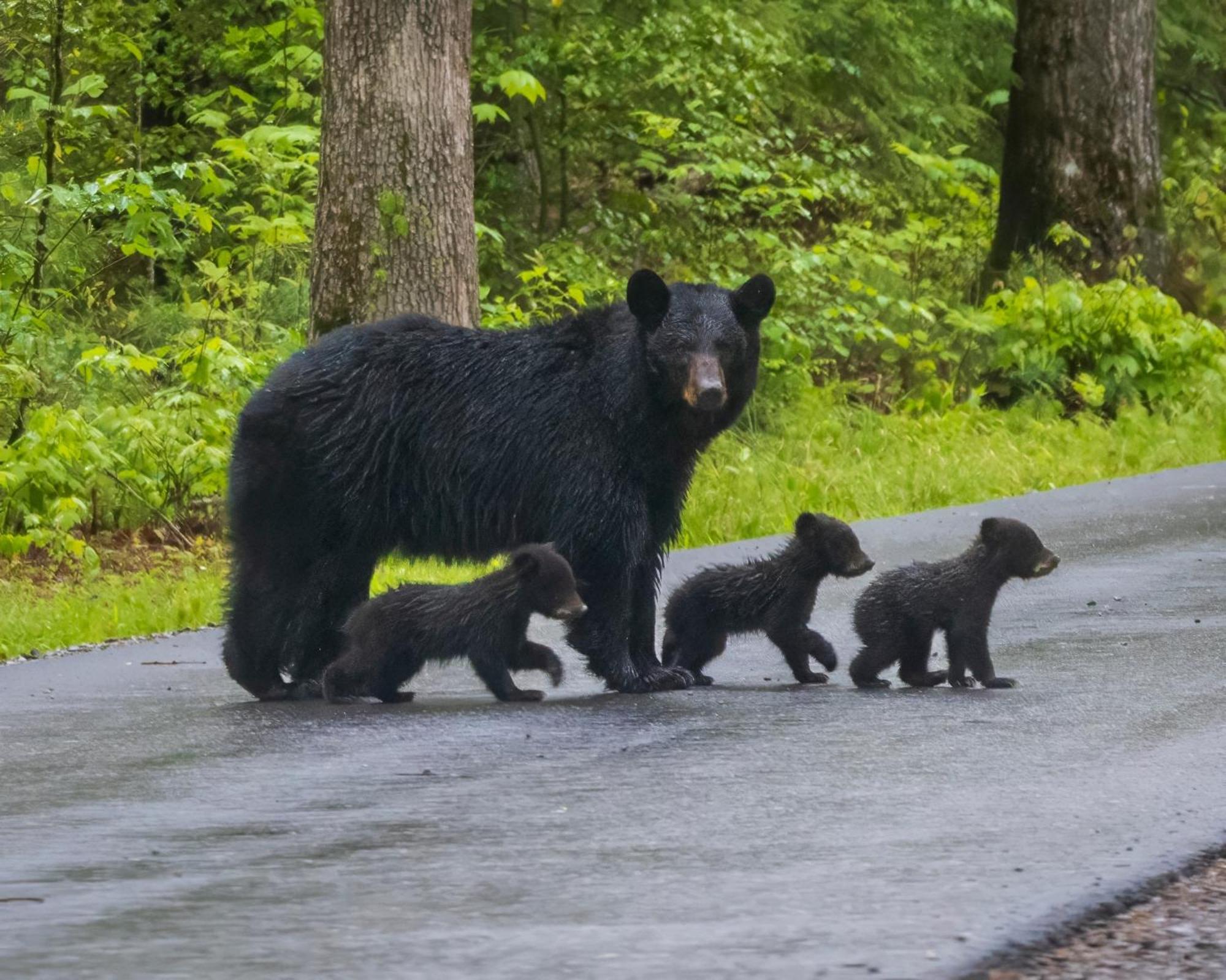 Three Bears Den, Hot Tub, Pool Table, Pool Access, 1089 Free Tickets Each Paid Day, Dollywood Inclu Villa Gatlinburg Bagian luar foto